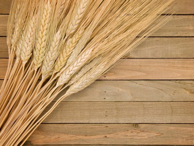 Photo of wheat gathered on a wooden background.