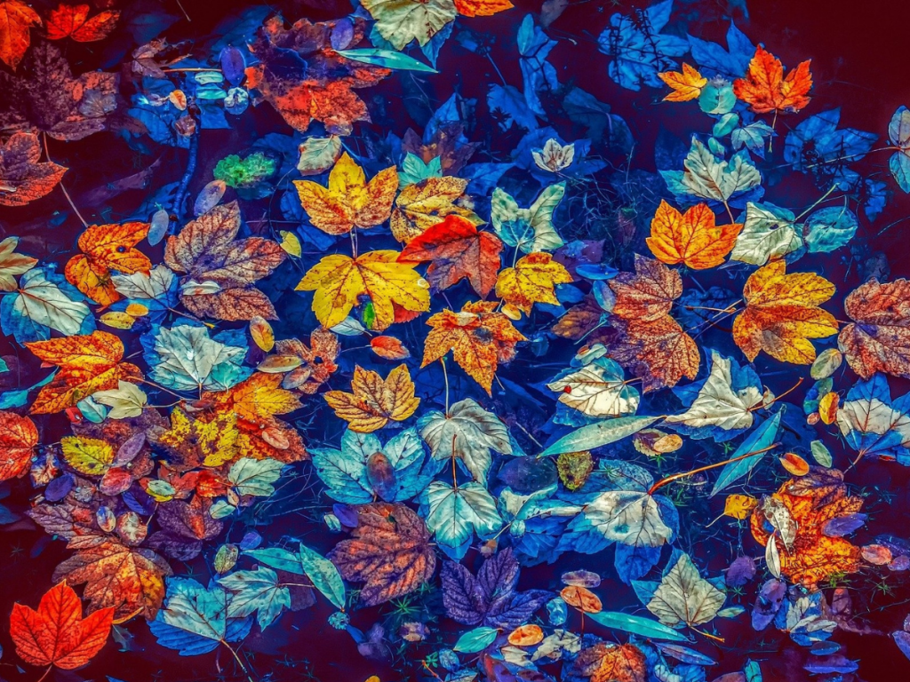 Fall 2021 online catalog