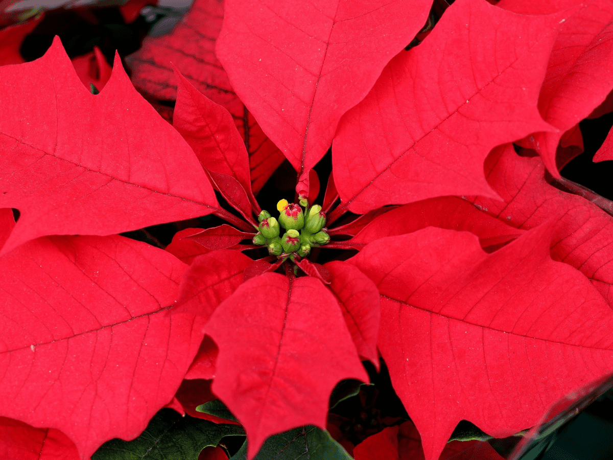 Poinsettias 43