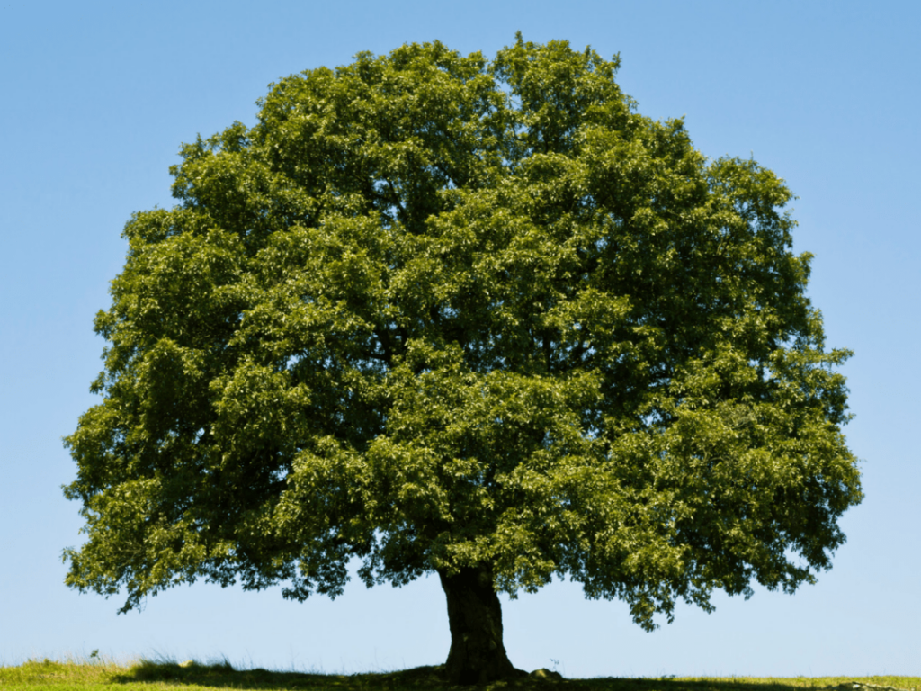 Endowment Tree 43
