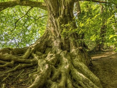 Confirmand Tree FB Confirmand Tree FB