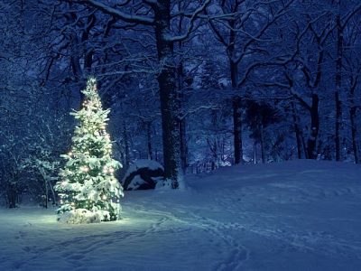 Christmas Tree in Snow Christmas Tree in Snow