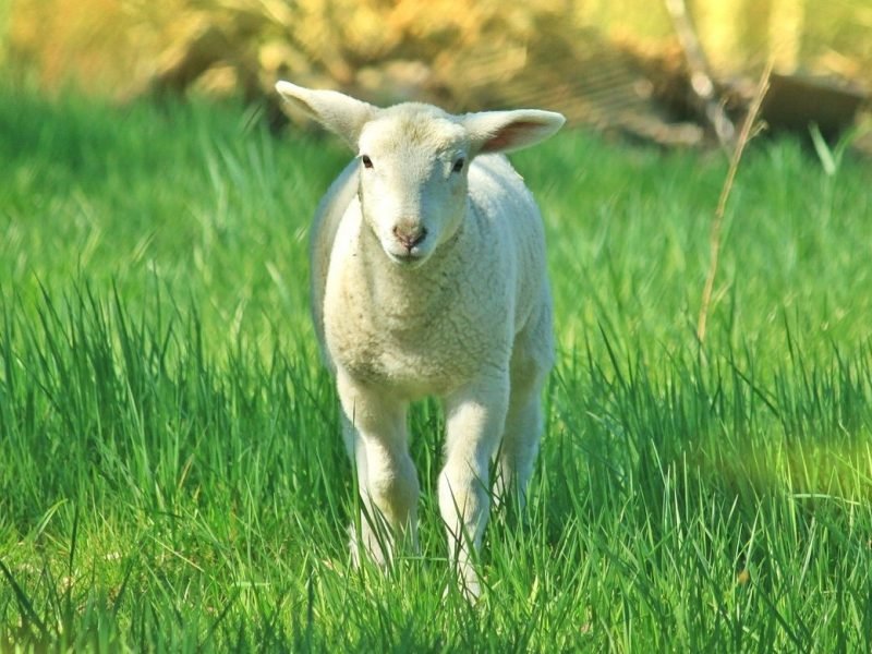 Photo of a lamb in a green pasture facing the viewer.
