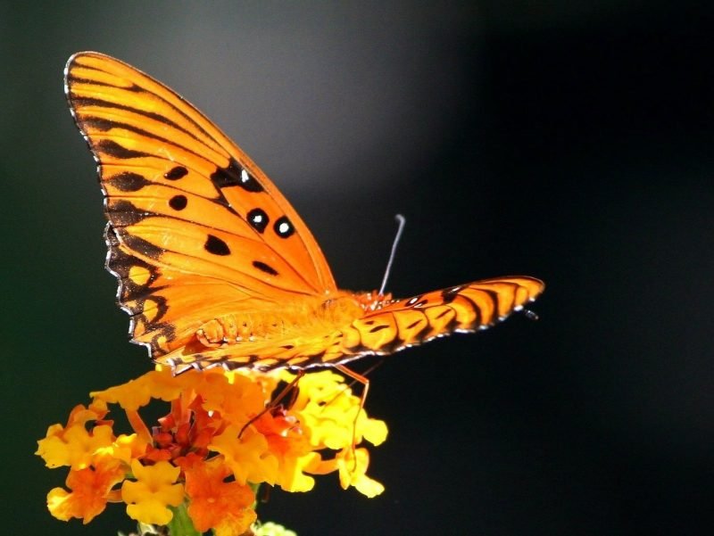 Photo of a butterfly full and beautiful.