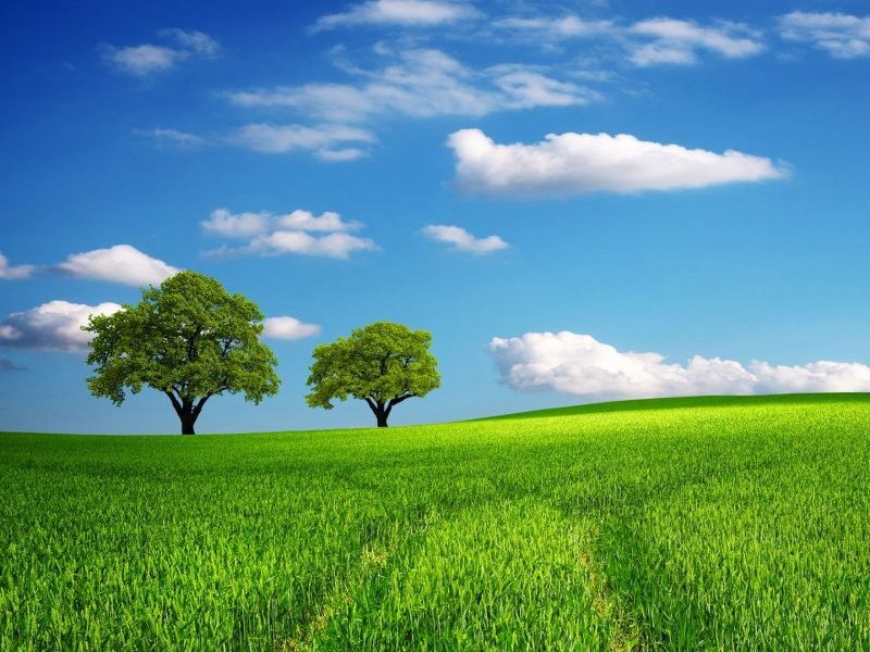 Photo of beautiful new day with green grass, trees and blue sky.