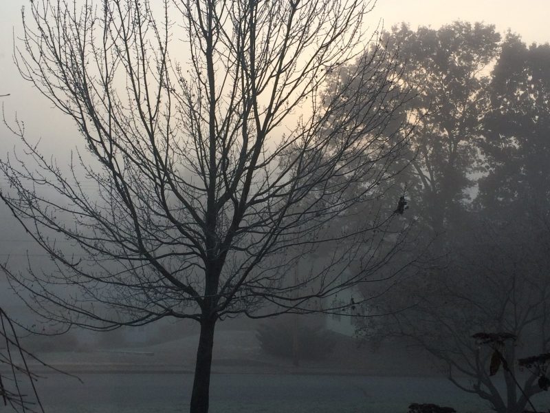 photo of a foggy morning meadow with bare tree in the foreground