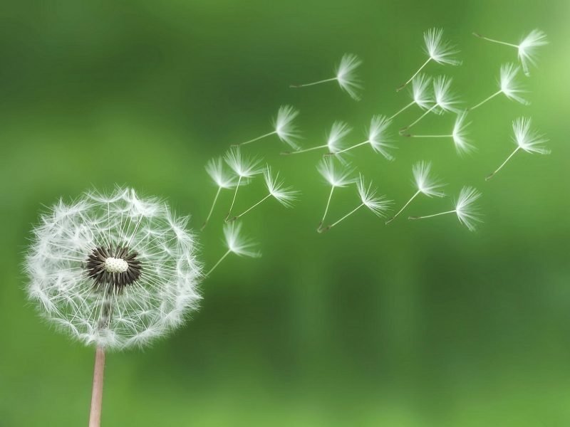Photo of dandelion seed blowing in the wind.