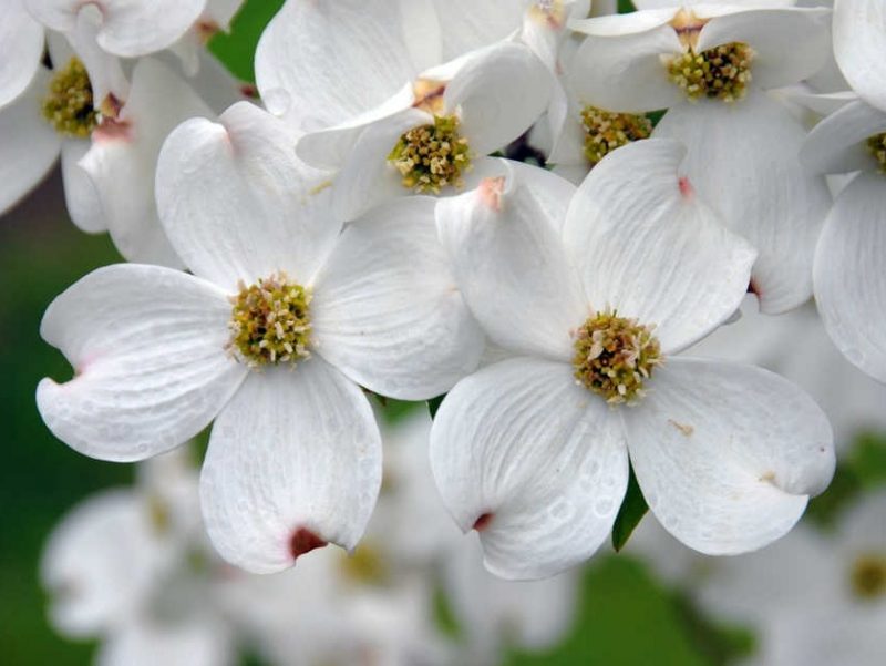 Photo of dogwood branches in full bloom.