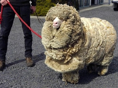 Photo of a sheep.